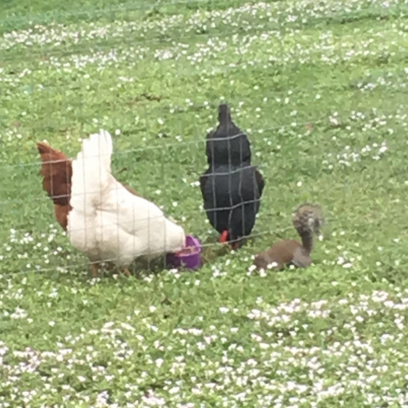 Chicks1 (800x800)-SM